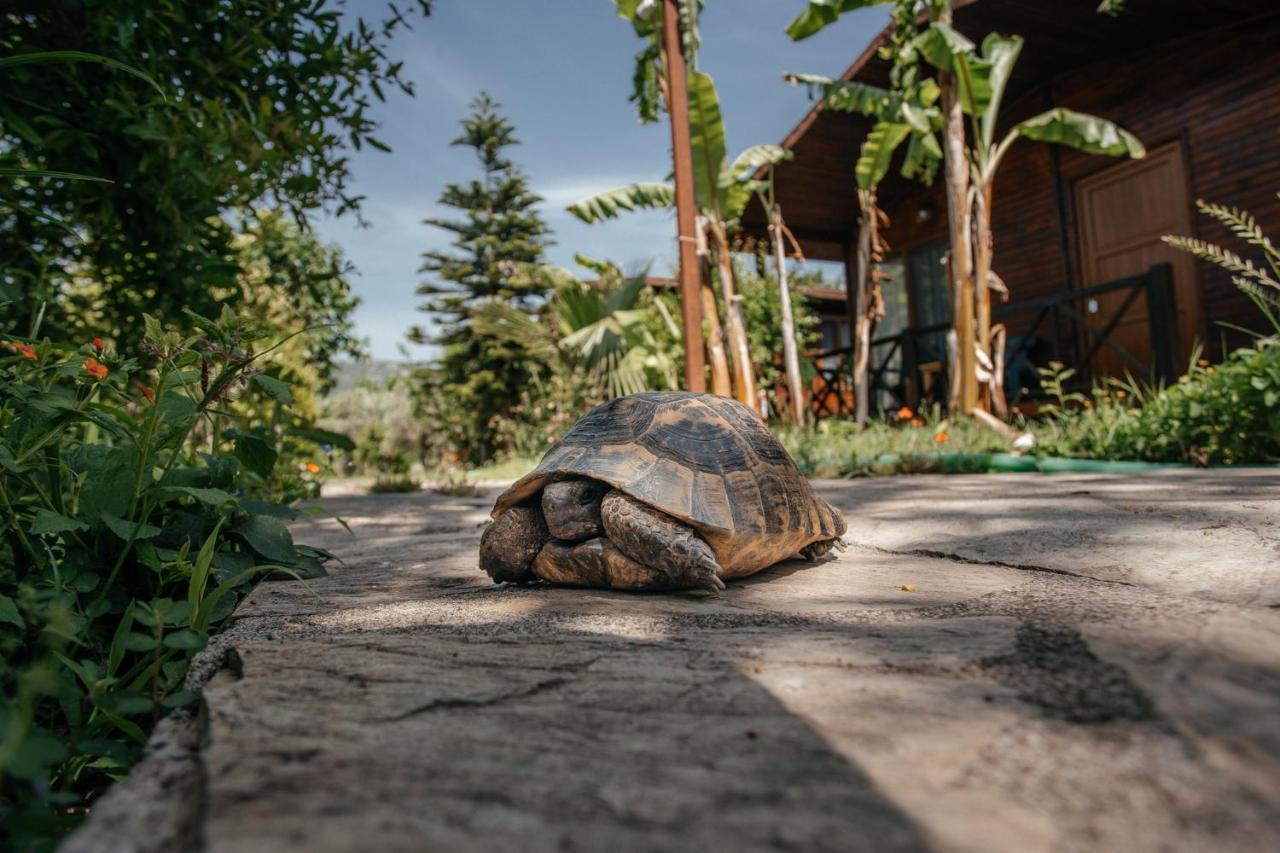 Serenity Bungalows Çıralı Kültér fotó